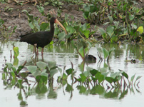 Ibis à face nue